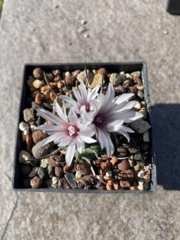 Turbinicarpus sanchez mejoradae